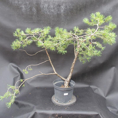 Borovoce lesní - Pinus sylvestris  KA-09 - 1