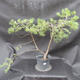 Borovoce lesní - Pinus sylvestris  KA-09 - 1/4