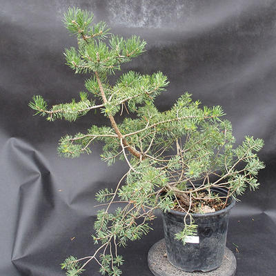 Borovoce lesní - Pinus sylvestris  KA-11 - 1
