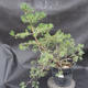 Borovoce lesní - Pinus sylvestris  KA-11 - 1/5