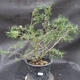 Borovoce lesní - Pinus sylvestris  KA-13 - 1/6