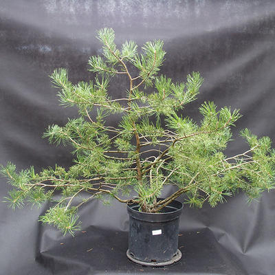 Borovoce lesní - Pinus sylvestris  KA-15 - 1
