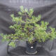 Borovoce lesní - Pinus sylvestris  KA-15 - 1/5
