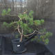 Borovoce lesní - Pinus sylvestris  KA-19 - 1/5