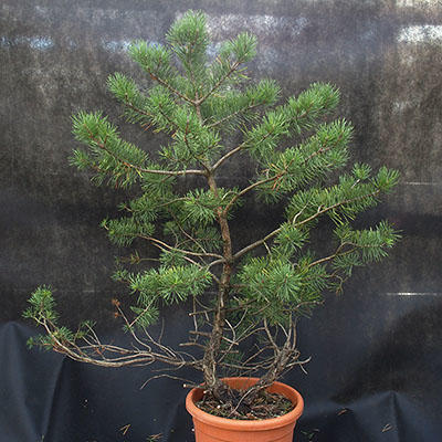 Borovoce lesní - Pinus sylvestris  KA-20 - 1