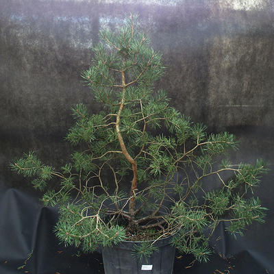 Borovoce lesní - Pinus sylvestris  KA-21 - 1