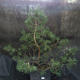 Borovoce lesní - Pinus sylvestris  KA-21 - 1/3