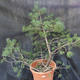 Borovoce lesní - Pinus sylvestris  KA-22 - 1/5