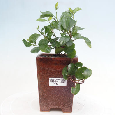 Pokojová bonsai - Grewia occidentalis - Hvězdice levandulová - 1