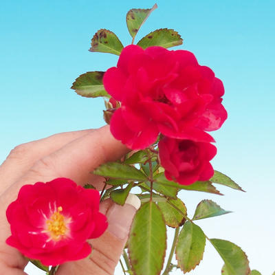 Rosa Rote the fairy - Malokvětá růže červená - 1