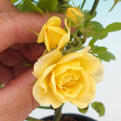Rosa Yelow - Malokvětá růže žlutá - 1