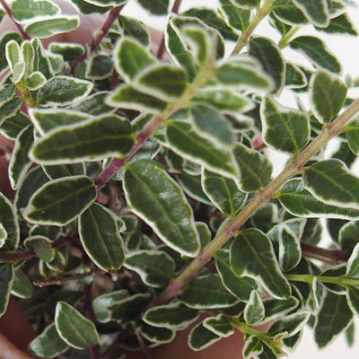 Venkovní bonsai-Lonicera nitida siver Beauty-Zimolez - 1