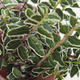Venkovní bonsai-Lonicera nitida siver Beauty-Zimolez - 1/2
