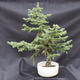 Smrk - Picea pungens NO-6 - 1/7