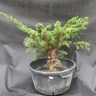 Jalovec čínský- Juniperus chinensis NO-18 - 1
