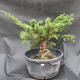 Jalovec čínský- Juniperus chinensis NO-18 - 1/6