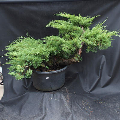 Jalovec - Juniperus sabina NO-19 - 1