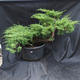 Jalovec - Juniperus sabina NO-19 - 1/7