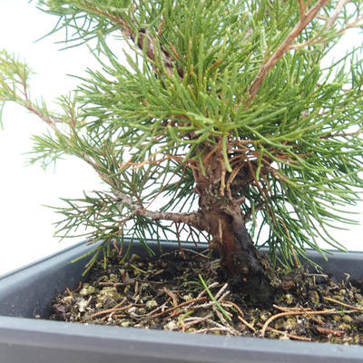 Venkovní bonsai - Juniperus chinensis Itoigawa-Jalovec čínský VB2019-261000 - 2
