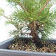 Venkovní bonsai - Juniperus chinensis Itoigawa-Jalovec čínský VB2019-261000 - 2/2