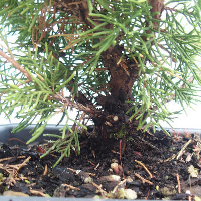 Venkovní bonsai - Juniperus chinensis Itoigawa-Jalovec čínský VB2019-261002 - 2
