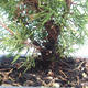 Venkovní bonsai - Juniperus chinensis Itoigawa-Jalovec čínský VB2019-261002 - 2/2