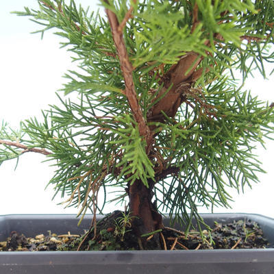 Venkovní bonsai - Juniperus chinensis Itoigawa-Jalovec čínský VB2019-261003 - 2
