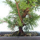 Venkovní bonsai - Juniperus chinensis Itoigawa-Jalovec čínský VB2019-261003 - 2/2