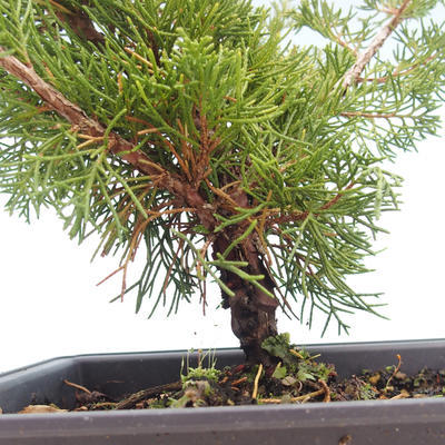 Venkovní bonsai - Juniperus chinensis Itoigawa-Jalovec čínský VB2019-261004 - 2
