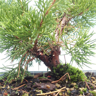 Venkovní bonsai - Juniperus chinensis Itoigawa-Jalovec čínský VB2019-261005 - 2