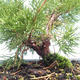 Venkovní bonsai - Juniperus chinensis Itoigawa-Jalovec čínský VB2019-261005 - 2/2