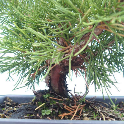 Venkovní bonsai - Juniperus chinensis Itoigawa-Jalovec čínský VB2019-261006 - 2