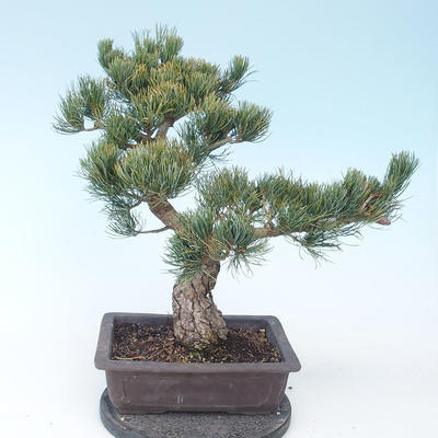 Pinus parviflora - borovice drobnokvětá VB2020-130 - 2