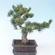 Pinus parviflora - borovice drobnokvětá VB2020-130 - 2/3