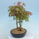 Acer palmatum  - Javor dlanitolistý - lesík - 2/4