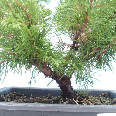 Venkovní bonsai - Juniperus chinensis Itoigawa-Jalovec čínský VB2019-261001 - 2