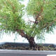 Venkovní bonsai - Juniperus chinensis Itoigawa-Jalovec čínský VB2019-261001 - 2/2