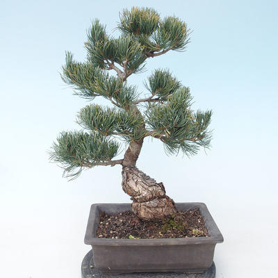 Pinus parviflora - borovice drobnokvětá VB2020-125 - 2
