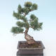 Pinus parviflora - borovice drobnokvětá VB2020-125 - 2/3
