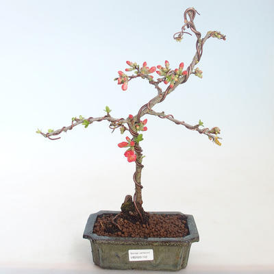 Venkovní bonsai - Chaenomeles spec. Rubra - Kdoulovec VB2020-142 - 2