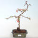 Venkovní bonsai - Chaenomeles spec. Rubra - Kdoulovec VB2020-142 - 2/3