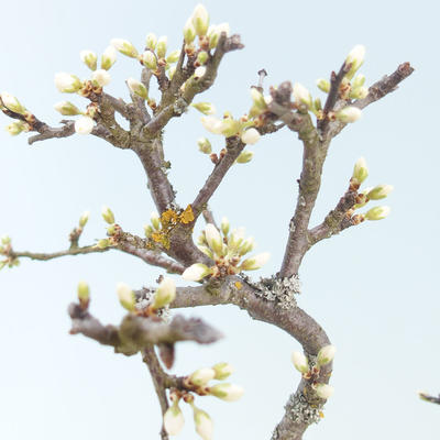 Venkovní bonsai - Prunus spinosa - Trnka - 2