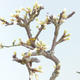 Venkovní bonsai - Prunus spinosa - Trnka - 2/2