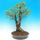 Venkovní bonsai  - Ulmus Glabra - Jilm - 2/3