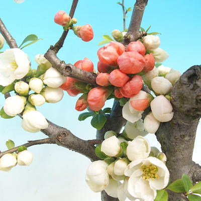 Venkovní bonsai - Chaenomeles - Kdoulovec dvoubarevný - 2