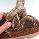 Venkovní bonsai  - Ulmus Glabra - Jilm - 2/2