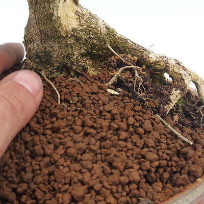 Venkovní bonsai - Buxus - 2