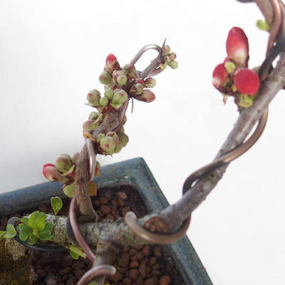 Venkovní bonsai - Chaenomeles spec. Rubra - Kdoulovec VB2020-144 - 2