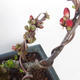 Venkovní bonsai - Chaenomeles spec. Rubra - Kdoulovec VB2020-144 - 2/3