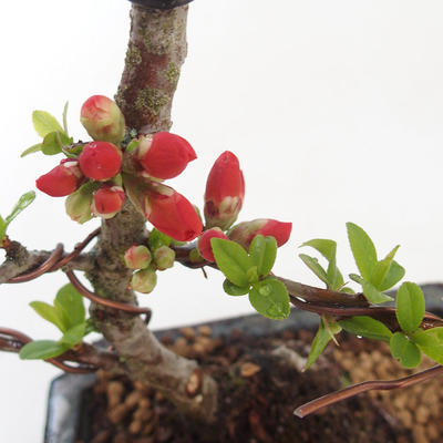 Venkovní bonsai - Chaenomeles spec. Rubra - Kdoulovec VB2020-145 - 2